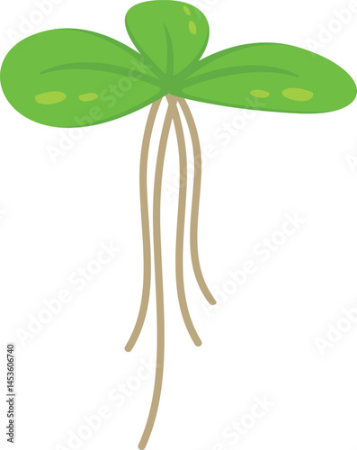 common duckweed or lesser duckweed Leaves Illustration