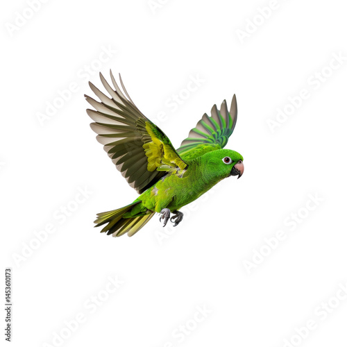 Stock image of a green parrot flying isolated on black background wildlife bird on transparent background