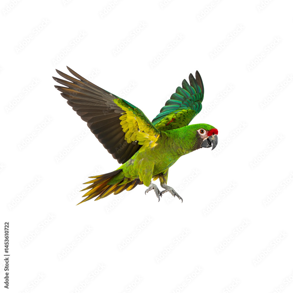 custom made wallpaper toronto digitalFlying green parrot pet bird exotic wildlife animal nature avian wings tropical on transparent background