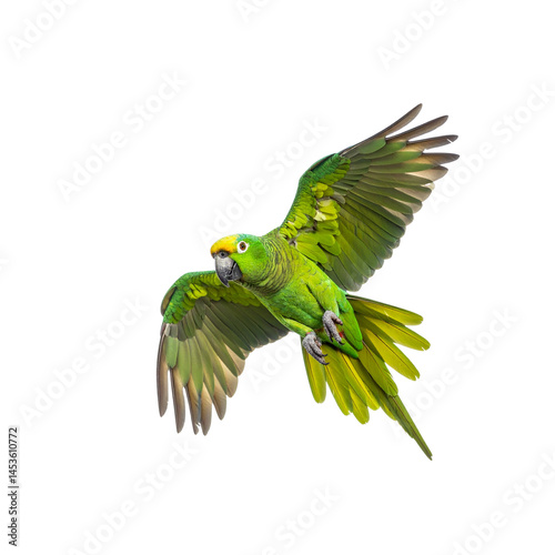 Wallpaper Mural Flying amazon parrot stock photo: green parrot in flight with wings spread on transparent background Torontodigital.ca