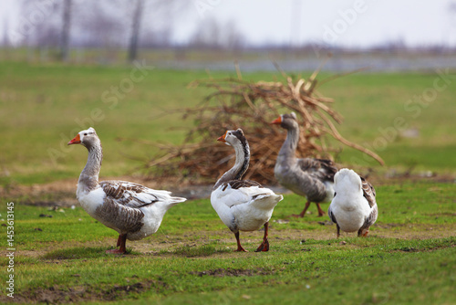 Geese walk across the field, white and brown.
