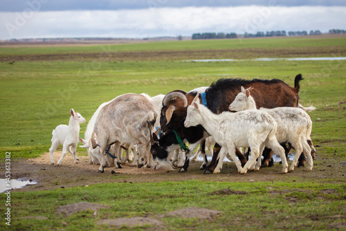Fototapeta Naklejka Na Ścianę i Meble -  A variety of goats began to graze on the green meadow.