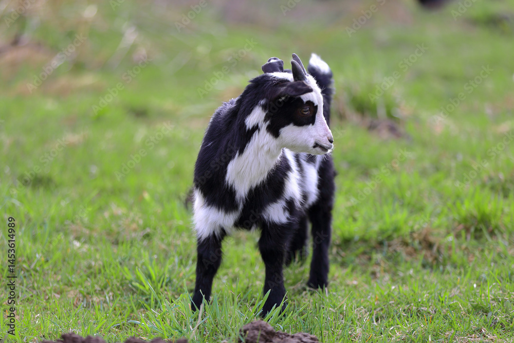 Obraz premium A black and white baby goat grazes in a farmer's meadow.