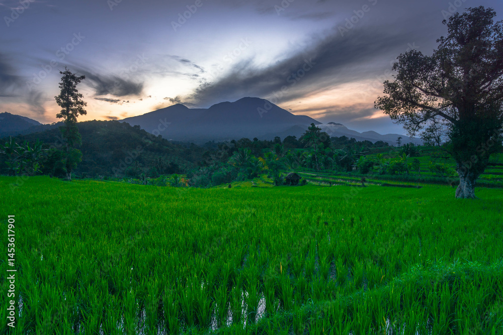 Obraz premium Beautiful morning view indonesia Panorama Landscape paddy fields with beauty color and sky natural light