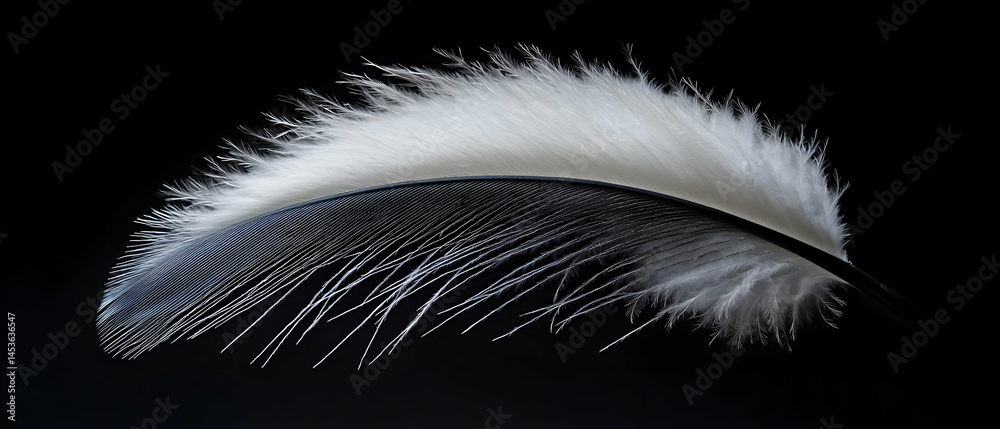 Obraz premium Elegant White Feather Against Black Background