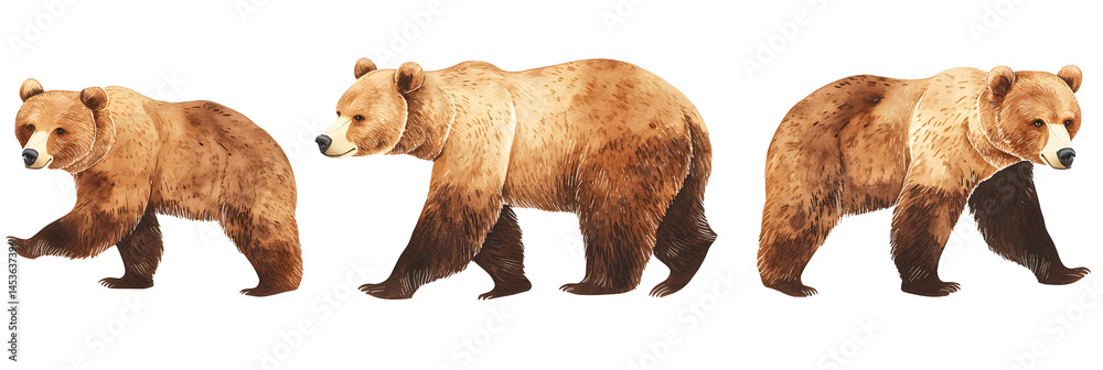 panoramic banner of brown bears in various poses isolated on white wildlife