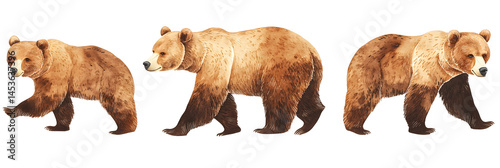 Obraz na płótnie panoramic banner of brown bears in various poses isolated on white wildlife w salonie