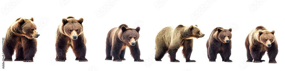panoramic banner of brown bears in various poses isolated on white wildlife