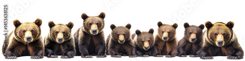 panoramic banner of brown bears in various poses isolated on white wildlife 