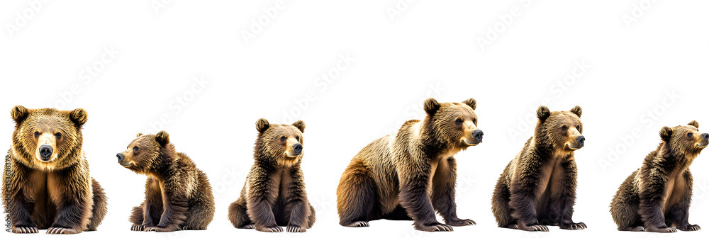 panoramic banner of brown bears in various poses isolated on white wildlife