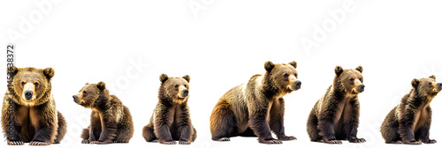 Obraz na płótnie panoramic banner of brown bears in various poses isolated on white wildlife w salonie