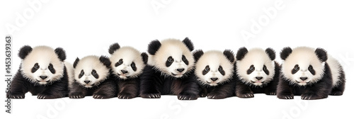 Obraz na płótnie Wildlife zoo china pandas, panda bears animals banner panorama long - Collection of standing, sitting, lying group of cute big panda, panda bear, isolated on white background w salonie