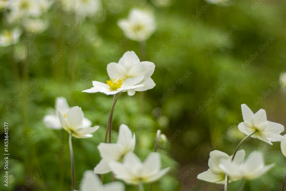 White spring flowers blooming in the garden White spring flowers blooming in the garden