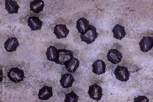 Close up group of small sleeping horseshoe bat covered by wings, hanging upside down on top of cold natural rock cave while hibernating. Wildlife photography. Creatively illuminated blurry background.