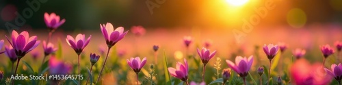 Golden hour light bathes a vibrant pink and violet wildflower meadow  ,  nature scene,  tranquil,  summer nature