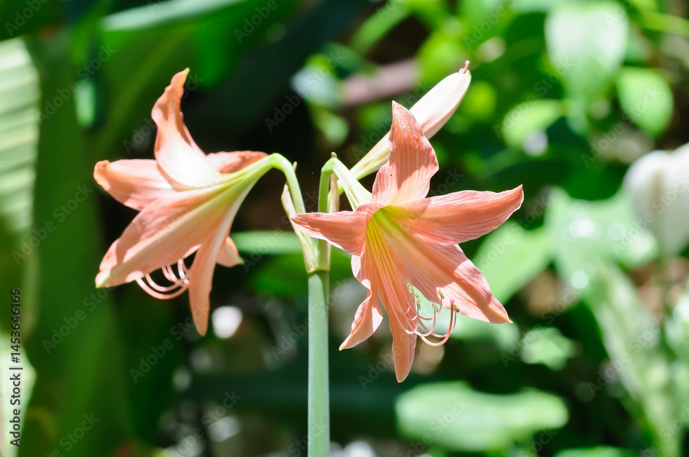 Obraz premium Hippeastrum puniceum , Barbados lily or AMARYLLIDACEAE