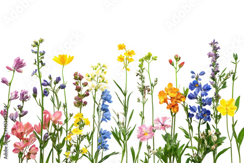 Vibrant and Colorful Wildflowers Growing Naturally in a Meadow with Bright Yellow, Pink, Purple, Blue, and Orange Blossoms and Green Stems Against a White Background photo
