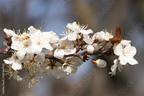 Obraz na płótnie Prunus americana. American plum tree. A white flowers w salonie