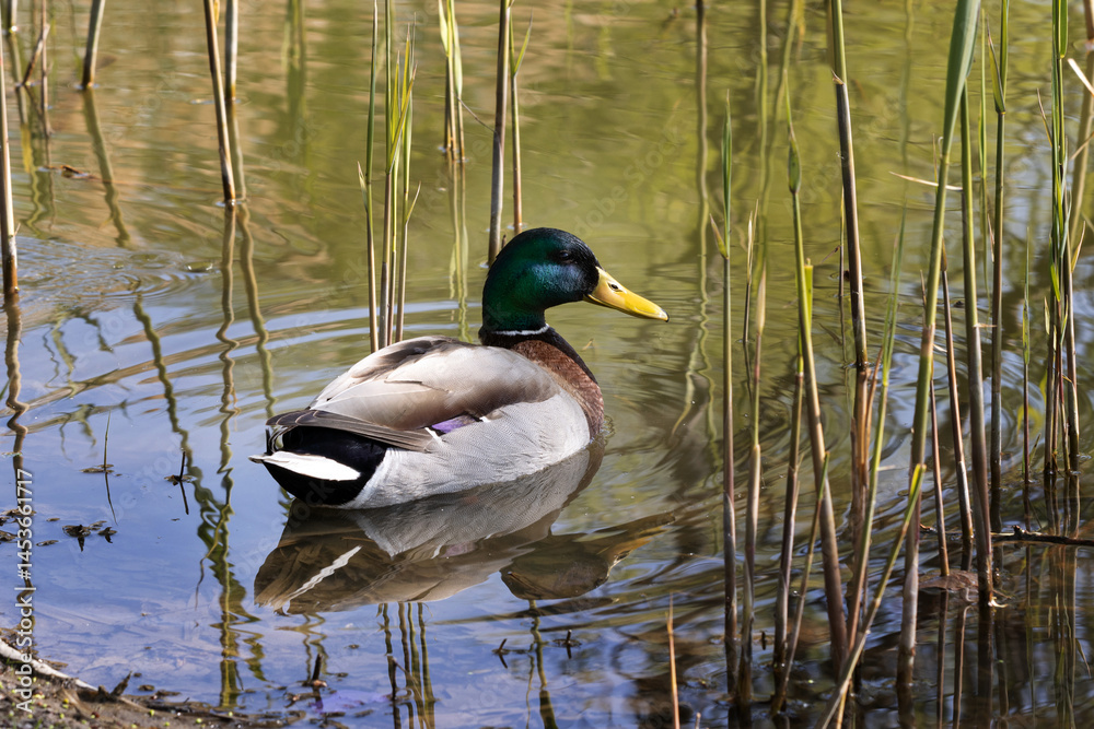 The mallard. Wild duck. Male
