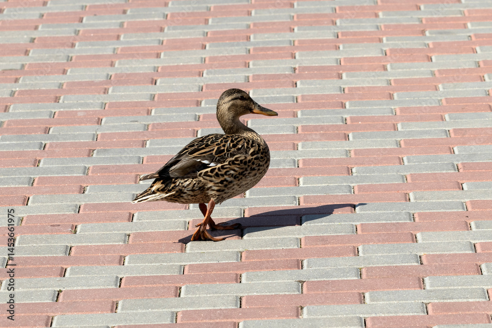 The mallard. Wild duck. Female
