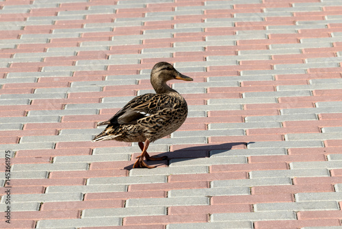 Obraz na płótnie The mallard. Wild duck. Female w salonie