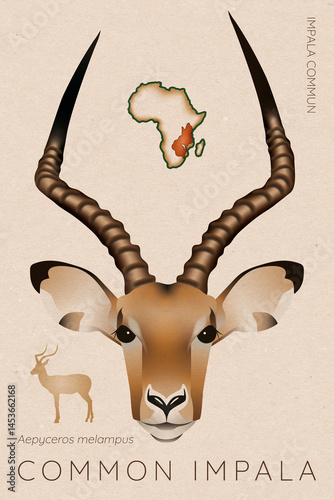 Common Impala