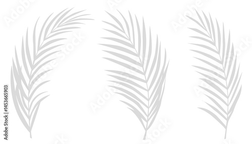 Grey shadow of palm leaves branches on white background.Tropical shadow leaf element for overlay on Mockup Product Presentation for Spring, Summer banner