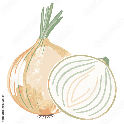 Illustration of a whole onion and half an onion showcasing their textures against a white background, representing freshness and culinary use in cooking.