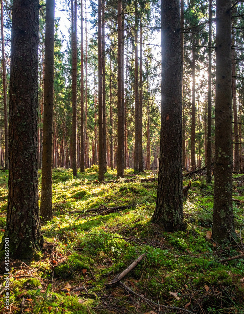 Naklejka premium forest, Custom AI Model