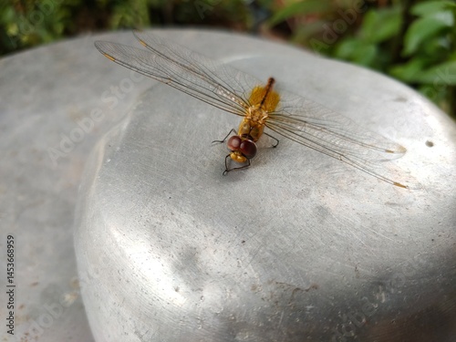 dragonfly on a leaf