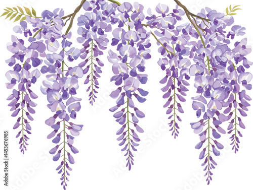 Elegant Wisteria Bloom Watercolor, Hanging Wisteria Flowers Illustration