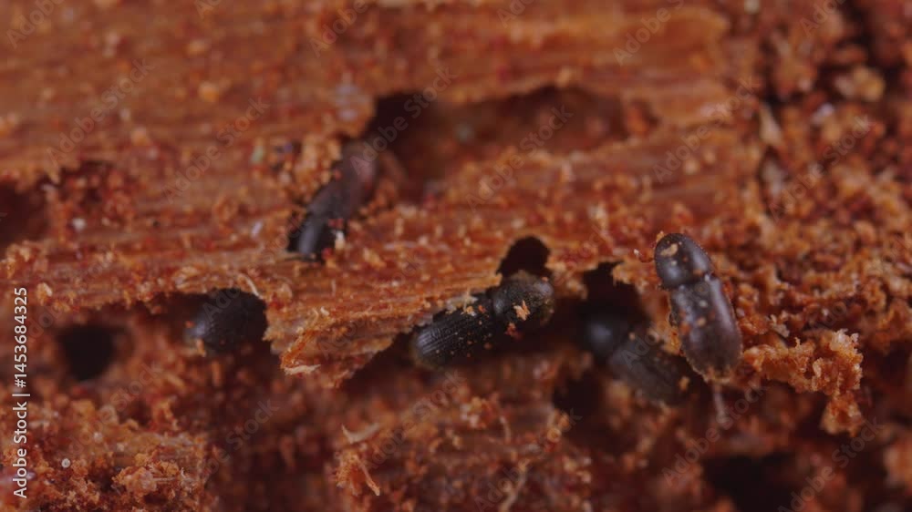 Insecto Gattack Shattered tree bark by dangerous insect. Heavy sick spruce tree suffers ...