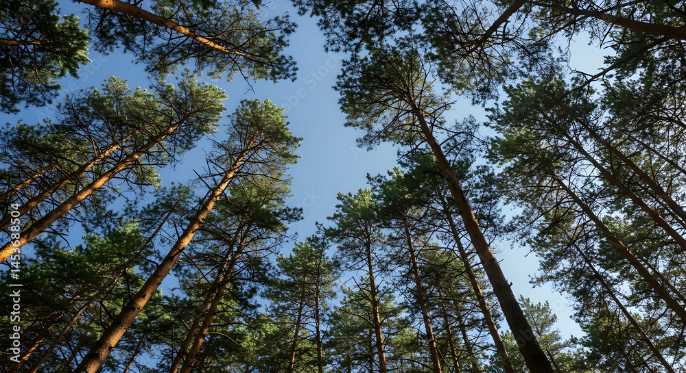 Fototapeta premium Majestic Trees Reaching Skyward in Serene Forest Landscape