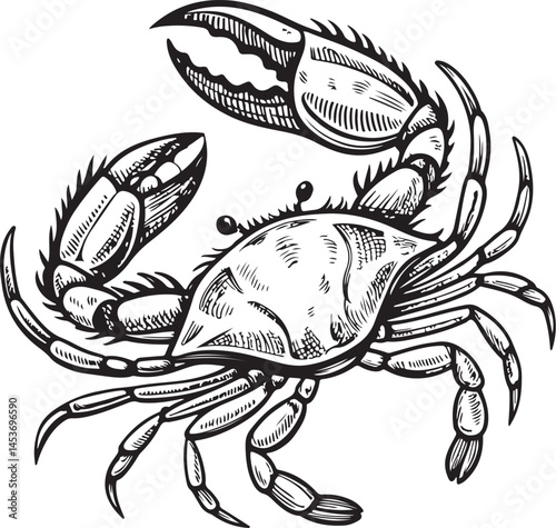 Blue crab or Snow Crab, Seafood, Ocean or Sea Animal, Marine Black and White Vector Illustration, Sketch Drawing Line Linear Symbol Icon Engraving, Hand-drawn Isolated
