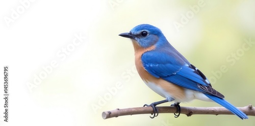 Vibrant bluebird, perched, side profile, isolated on white, nature, ornithology, digital photo