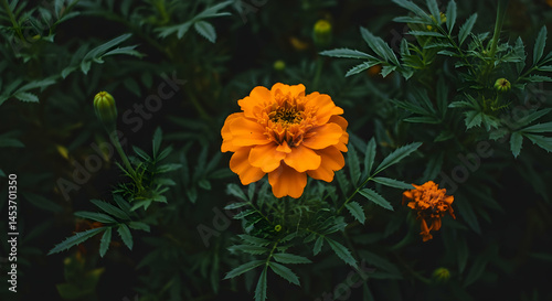 Vibrant Orange Marigold Flower Surrounded by Dark Green Leaves