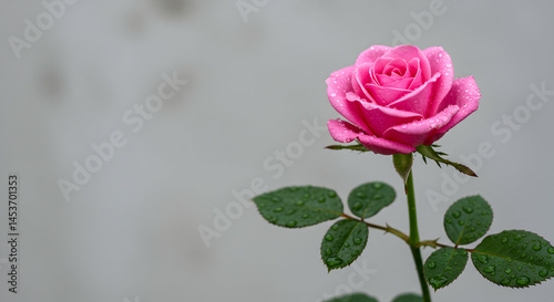Pink Rose Blossom with Raindrops on Green Leaves Against Background