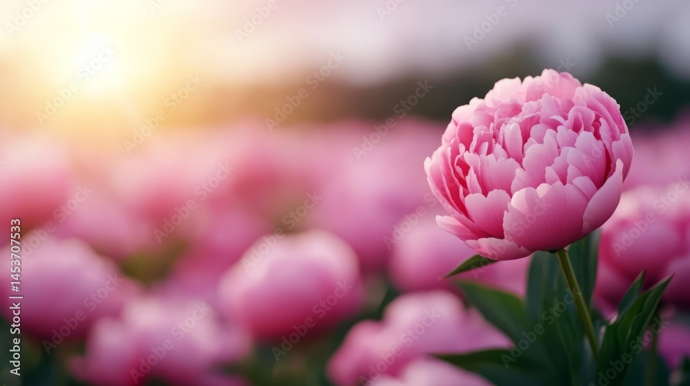 Obraz premium Pink peony drenched in sunrise glow, whispers of sakura season, Hanami delight, ephemeral beauty, surreal garden dreams
