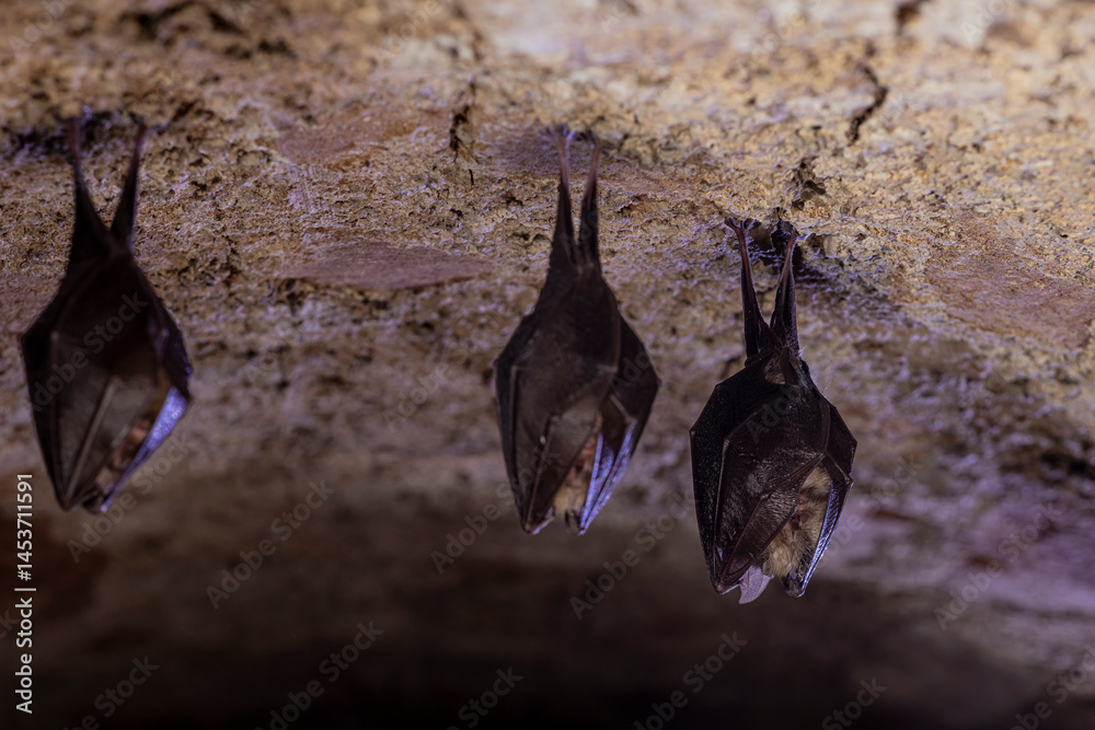 Close up group of small sleeping horseshoe bat covered by wings, hanging upside down on top of cold arched brick cellar while hibernating. Creativ wildlife phot with illuminated blurry background.