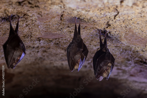 Obraz na płótnie Close up group of small sleeping horseshoe bat covered by wings, hanging upside down on top of cold arched brick cellar while hibernating. Creativ wildlife phot with illuminated blurry background. w salonie