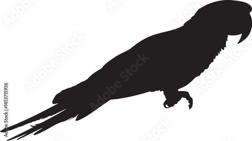 Amazon parrot silhouette. Represents tropical birds, pets, and vibrant wildlife. Adobe Illustrator Artwork
