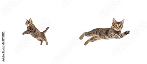 Tabby cat mid-air, in jumping and reaching positions. cut out transparent