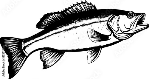 fish on a white background