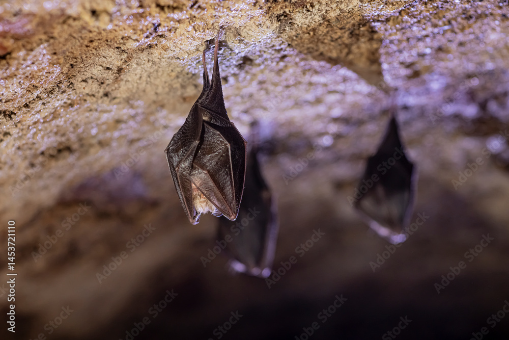 Close up group of small sleeping horseshoe bat covered by wings, hanging upside down on top of cold arched brick cellar while hibernating. Creativ wildlife phot with illuminated blurry background.