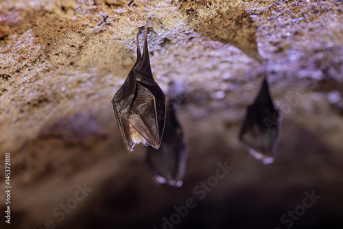 Obraz na płótnie Close up group of small sleeping horseshoe bat covered by wings, hanging upside down on top of cold arched brick cellar while hibernating. Creativ wildlife phot with illuminated blurry background. w salonie