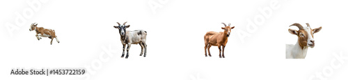 Various poses and color variations of domestic goat images. cut out transparent