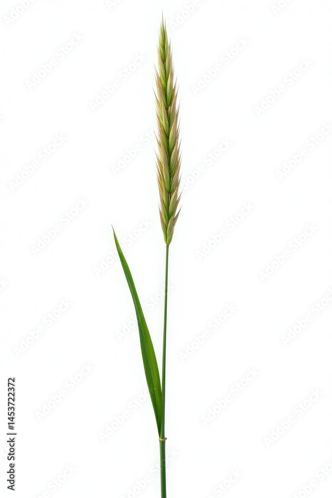 Single stem of tall and slender grass isolated on white background, grassy plants, plants, single stem Single stem of tall and slender grass isolated on white background, grassy plants, plants, single stem
