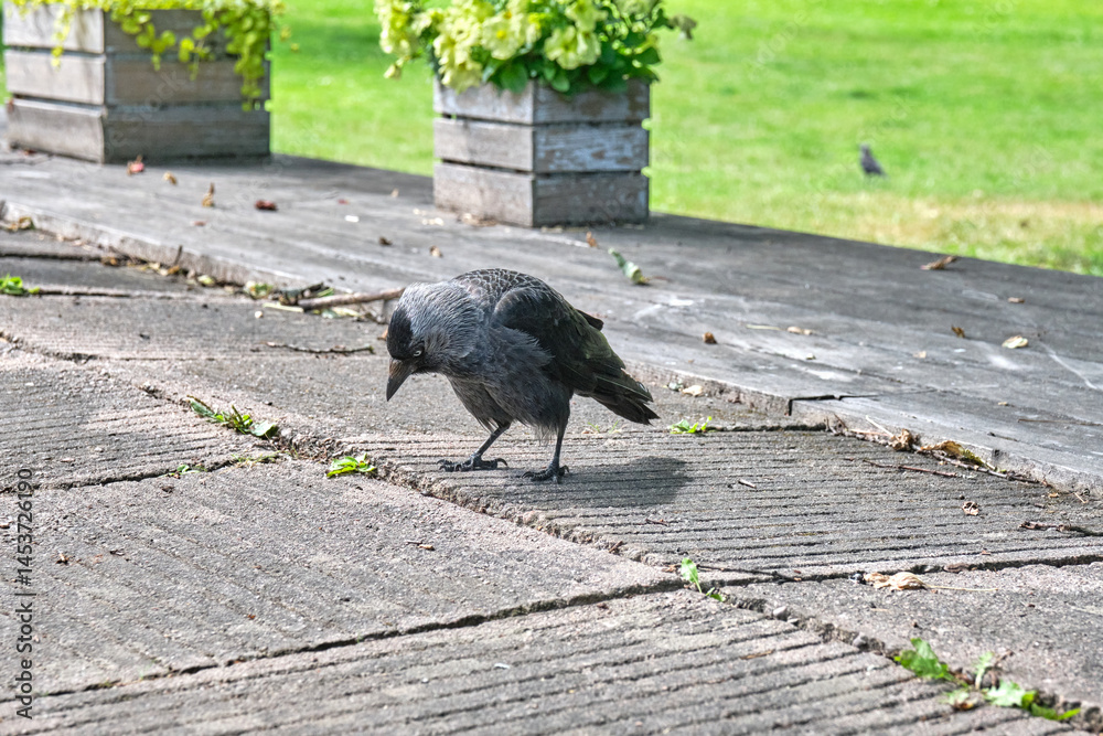 Obraz premium Jackdaw begging for food in the outdoor area of ​​an ice cream parlor in Hjo in Skaraborg, Sweden, on a warm and sunny spring day