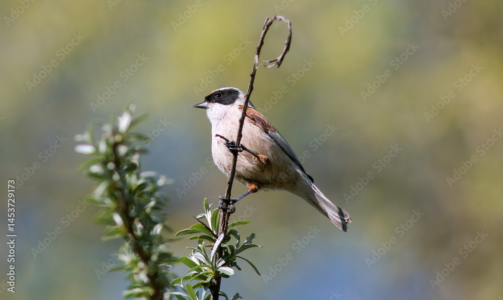 Obraz premium great spotted woodpecker