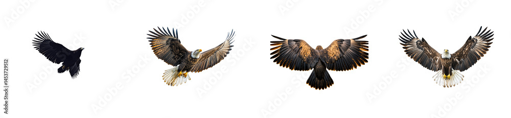 Fototapeta premium Various Flying Eagle Poses. cut out transparent
